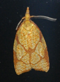 Reticulated Fruit Tortrix Reticulated Fruit Tortrix